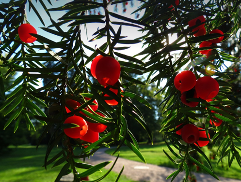 Plantes (25)